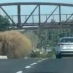 Video: Rotolacampo delle dimensioni di un’auto in autostrada in California