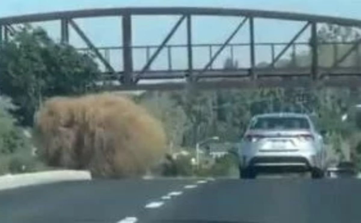 Video: Rotolacampo delle dimensioni di un’auto in autostrada in California