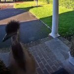 Un enorme emù di nome Rodney suona campanello di casa di una pensionata e prende a calci le piante: allertata la Polizia