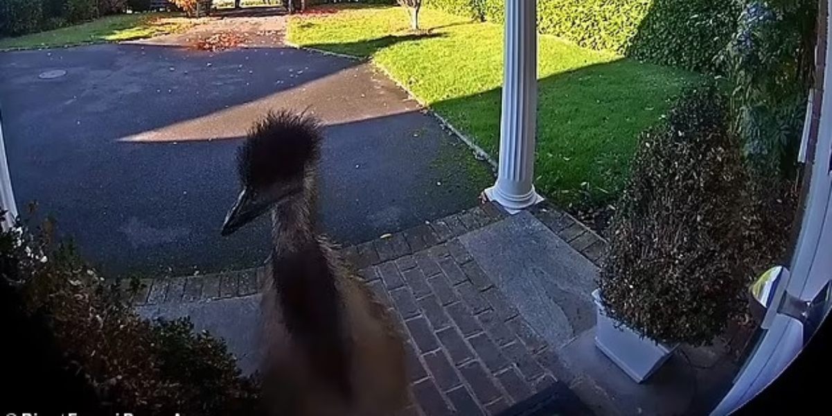 Un enorme emù di nome Rodney suona campanello di casa di una pensionata e prende a calci le piante: allertata la Polizia
