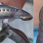 Le Lamprede e la loro evoluzione