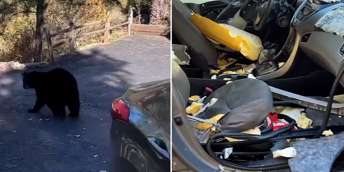 Video: orso entra in auto e la distrugge per rubare un sacchetto di M&M's