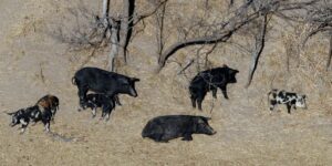 Gli Stati Uniti del Nord potrebbero presto essere invasi dai Super Maiali