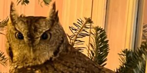 Famiglia trova un cucciolo di gufo tra le decorazioni dell’albero di Natale Famiglia trova un cucciolo di gufo tra le decorazioni dell’albero di Natale