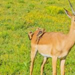 La storia unica della foto in cui una Bufaga si fa i baffi sul dorso di un’antilope