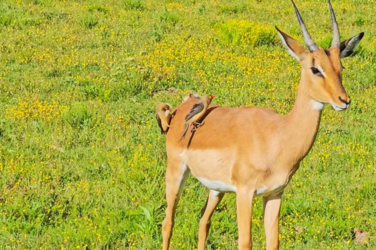 La storia unica della foto in cui una Bufaga si fa i baffi sul dorso di un’antilope