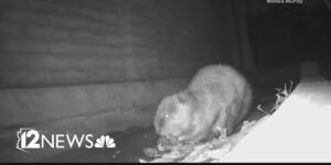 I castori invadono i sobborghi dell’Arizona