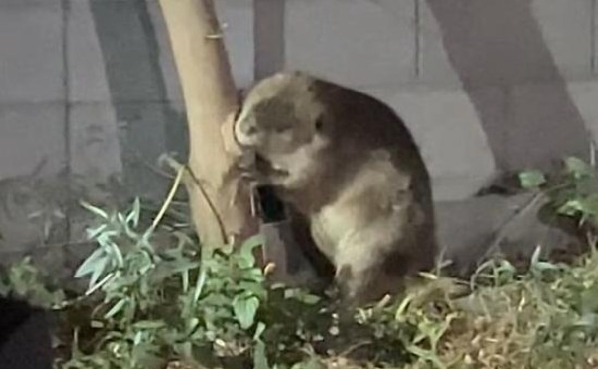 I castori invadono i sobborghi dell’Arizona