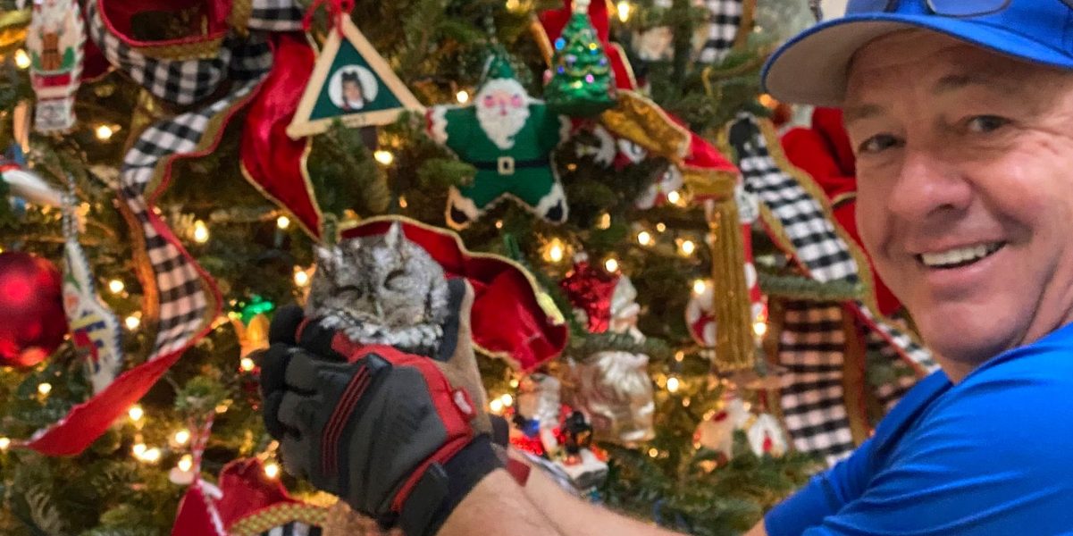 Famiglia trova un cucciolo di gufo tra le decorazioni dell’albero di Natale