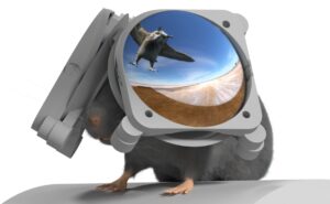 Gli scienziati hanno realizzato occhiali a realtà virtuale per topi in modo che possano capire cosa vuol dire essere attaccati da un uccello Gli scienziati hanno realizzato occhiali a realtà virtuale per topi in modo che possano capire cosa vuol dire essere attaccati da un uccello