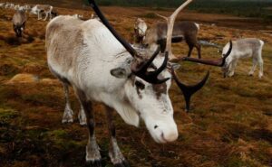 Renne in fuga dalla grotta di Babbo Natale bloccano strada a doppia corsia nel Regno Unito Renne in fuga dalla grotta di Babbo Natale bloccano strada a doppia corsia nel Regno Unito