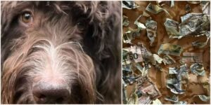 Stati Uniti: Cane divora 4.000 Dollari in contanti