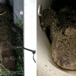 Australia: trovato coccodrillo nascosto in un pollaio