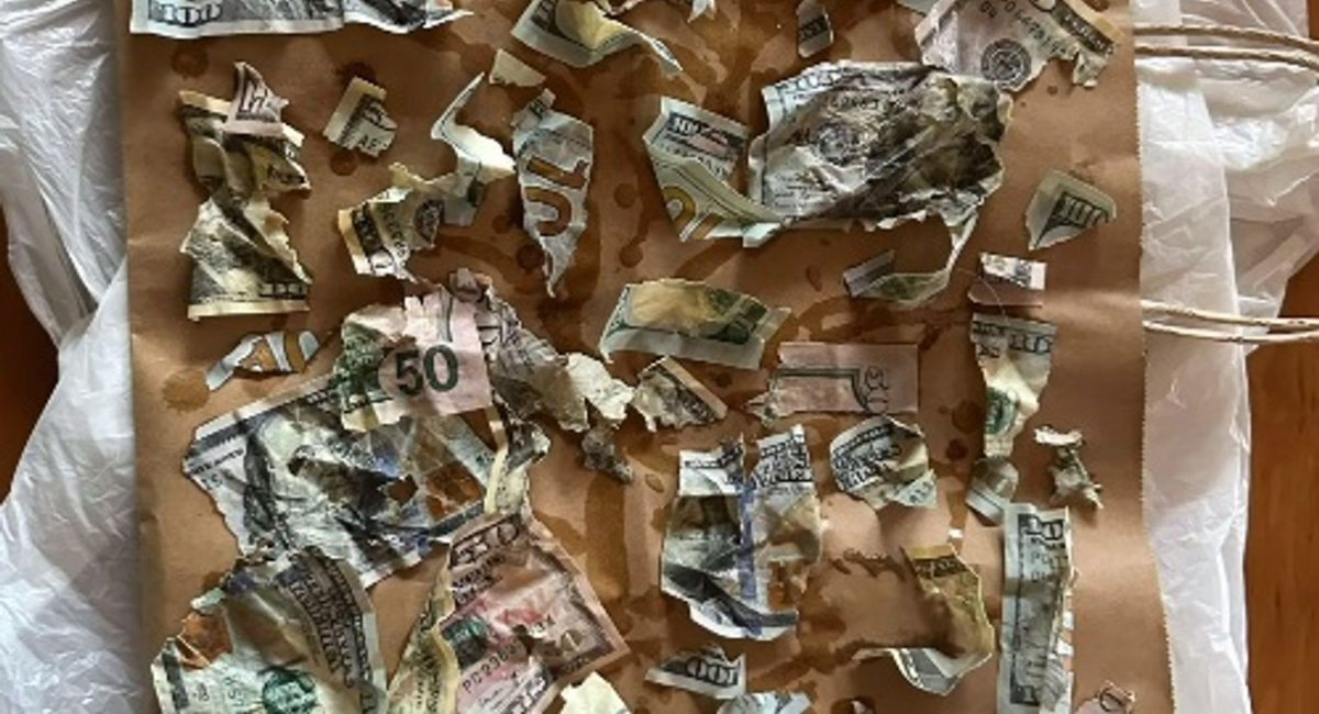 Stati Uniti: Cane divora 4.000 Dollari in contanti