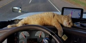 Gatto si allontana da camion: autista lo ritrova 1080 km dopo Gatto si allontana da camion: autista lo ritrova 1080 km dopo