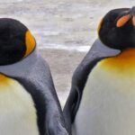 Pinguino Reale fa un’insolita visita sulle spiagge dell’Australia del Sud