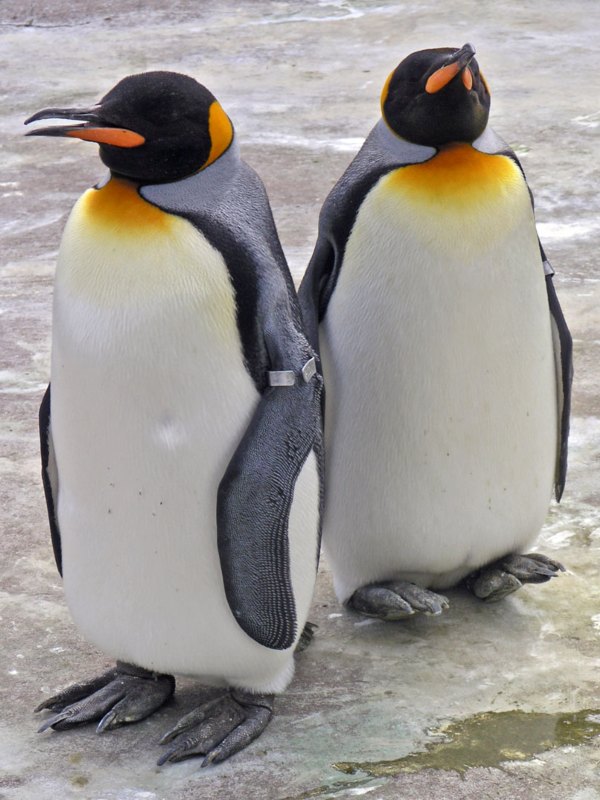 Pinguino Reale fa un’insolita visita sulle spiagge dell’Australia del Sud