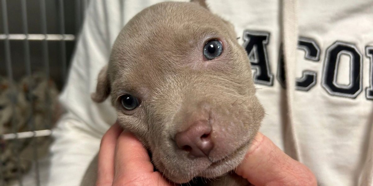 Minuscolo cucciolo di pitbull blue nose trovato nella tasca della giacca di un sospetto ladro