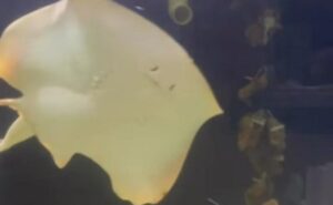 Una razza incinta di un acquario della Carolina del Nord potrebbe partorire cuccioli cloni o cuccioli di squalo Una razza incinta di un acquario della Carolina del Nord potrebbe partorire cuccioli cloni o cuccioli di squalo