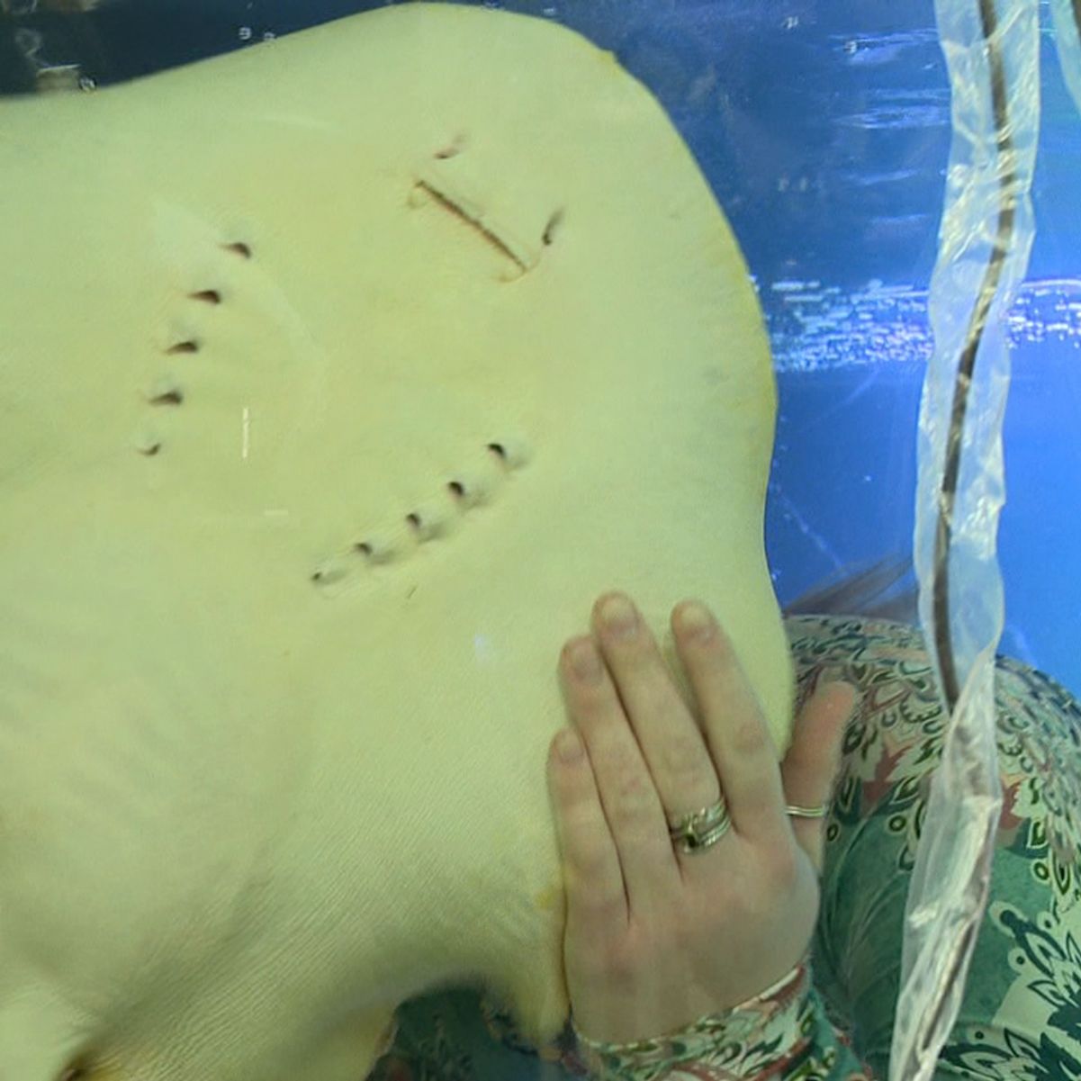 Una razza incinta di un acquario della Carolina del Nord potrebbe partorire cuccioli cloni o cuccioli di squalo