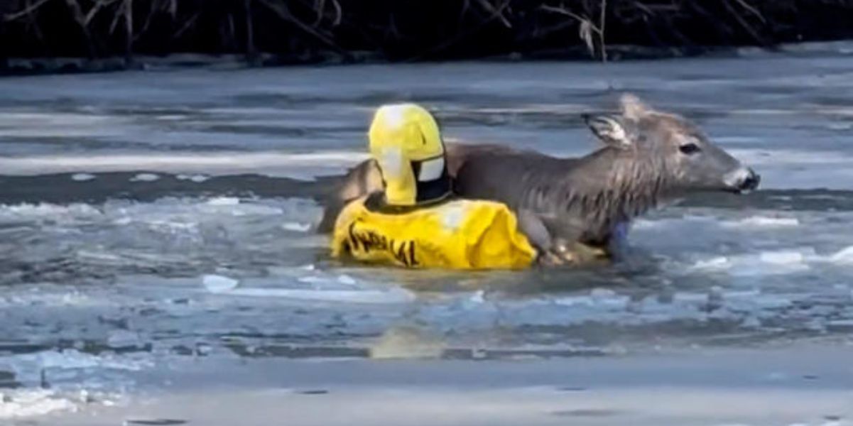 Video: pompiere del Minnesota salva un cervo caduto nel ghiaccio