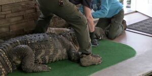 Alligatore domestico sequestrato negli Stati Uniti, proprietario lotterà per farlo tornare a casa