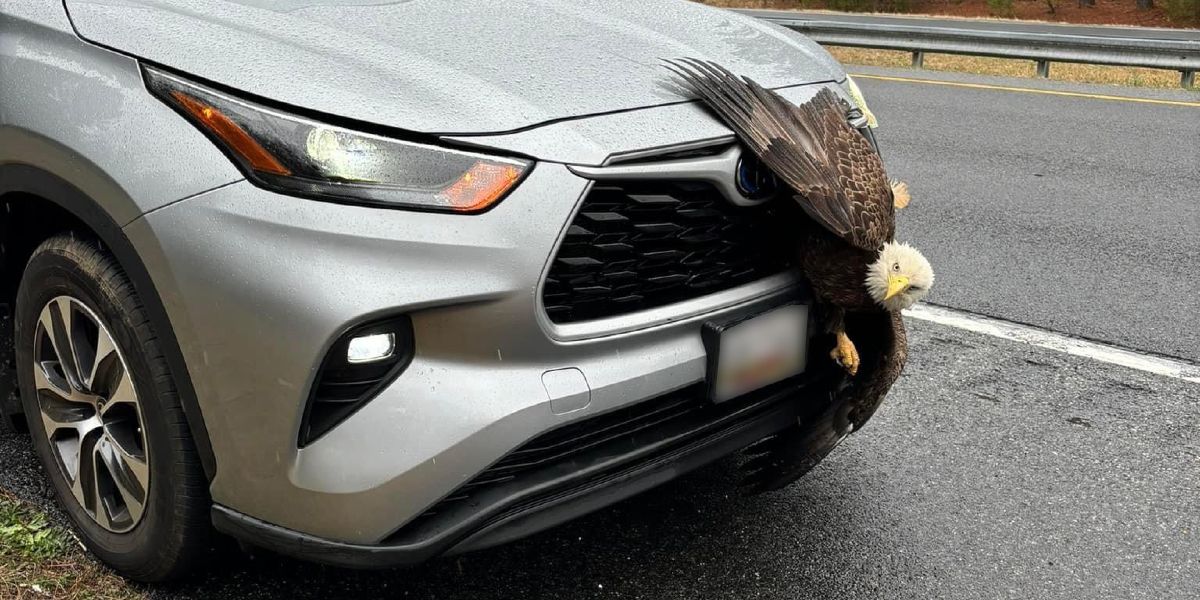 Il sedere di un’aquila calva rimane incastrato nella griglia di un'auto: evitate gravi ferite