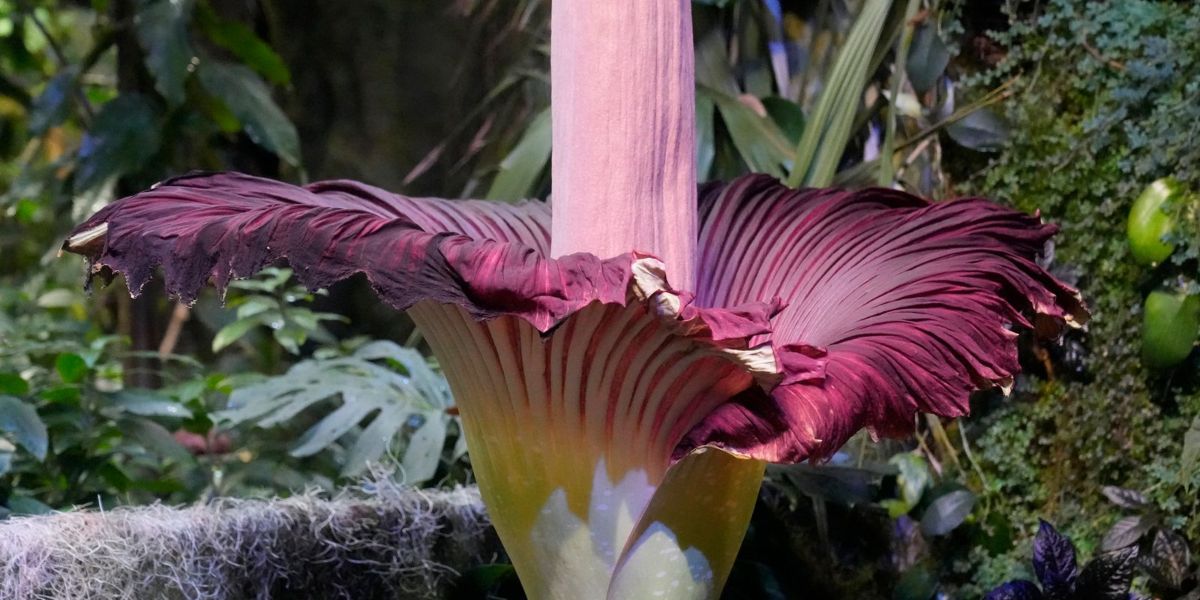 La puzza intensa del fiore cadavere attira i visitatori a San Francisco