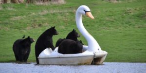 Regno Unito: Orsi Bruni fanno un giro in pedalò Regno Unito: Orsi Bruni fanno un giro in pedalò