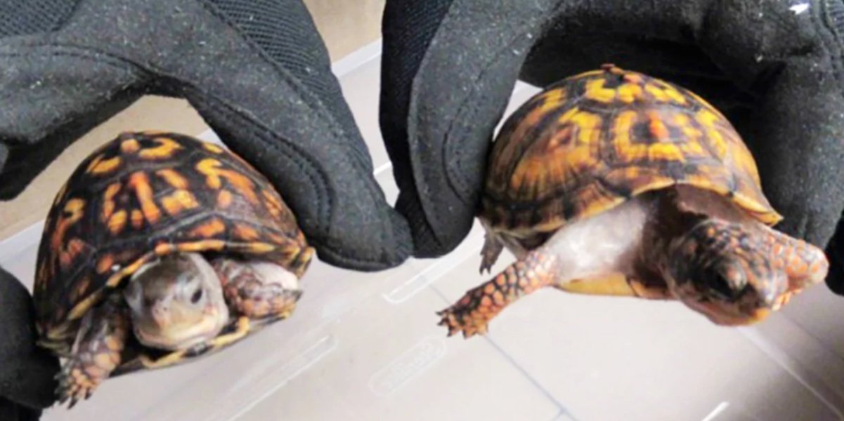 Uomo accusato di contrabbandare tartarughe protette infilate all'interno di calzini