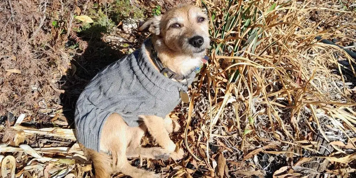Cane scomparso in Australia si riunisce con i proprietari nel Regno Unito dopo 17 giorni