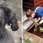 Cane salvato dopo essere rimasto intrappolato sotto casa in Galles