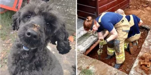 Cane salvato dopo essere rimasto intrappolato sotto casa in Galles