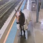 Australia: Cavallo da Corsa fugge alla stazione ferroviaria e attende il treno dietro la linea gialla