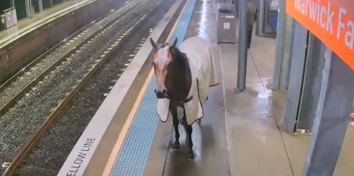 Australia: Cavallo da Corsa fugge alla stazione ferroviaria e attende il treno dietro la linea gialla