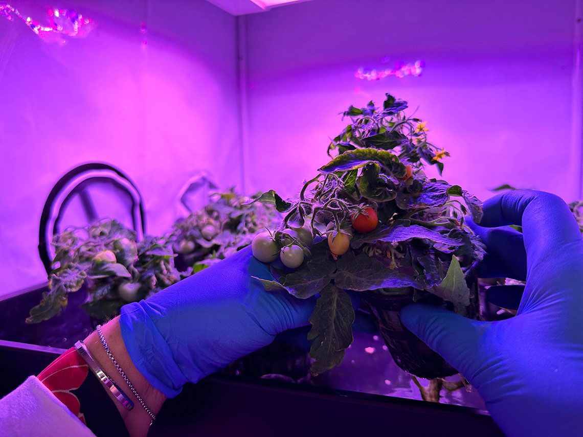 San Marziano - Pomodoro Spaziale Enea - Scopri il "San Marziano", il pomodoro spaziale enea biofortificato per le missioni astronautiche.