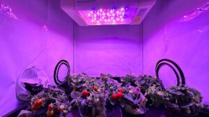 Il Pomodoro Spaziale San Marziano - Un'Innovazione Biologica per l'Esplorazione Astronautica San Marziano - Pomodoro Spaziale Enea - Scopri il "San Marziano", il pomodoro spaziale enea biofortificato per le missioni astronautiche.