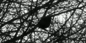 [Video] Uccello confonde la Polizia imitando il suono delle sirene delle loro auto