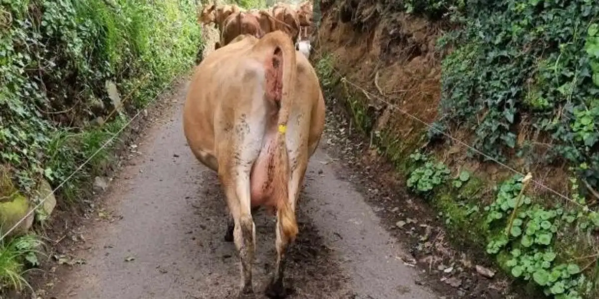 Mucche fuggono da pascolo dell’Isola di Guernsey e si consegnano ad un centro di salvataggio per animali