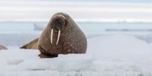 Turista multato per essersi avvicinato troppo a un tricheco nelle Isole Svalbard, in Norvegia Turista multato per essersi avvicinato troppo a un tricheco nelle Isole Svalbard, in Norvegia