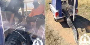 Australia: coccodrillo che infastidiva adulti e bambini abbattuto e cucinato
