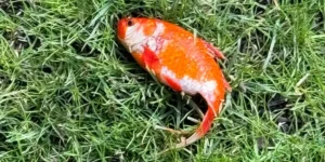Dottore trova pesce misterioso sul prato del suo giardino e lo tiene come animale domestico