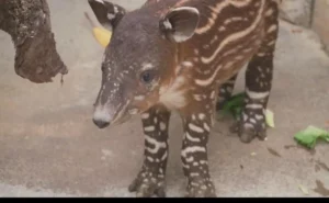 Lo zoo di San Diego annuncia la nascita di un cucciolo di tapiro di Baird, un animale in via di estinzione