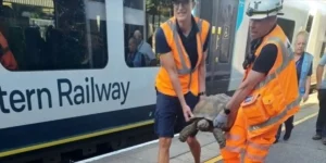 Tartaruga causa ritardi sui treni in Inghilterra dopo essere salita lentamente sui binari