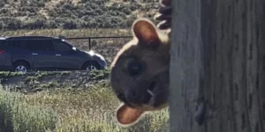 Un kinkajou è stato avvistato in un’area di sosta nello stato di Washington. Ma cos’è un kinkajou?