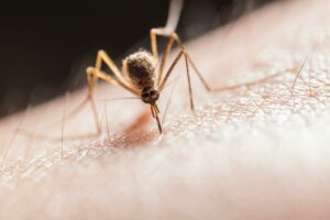 Dengue ora servono i vaccini? Dengue ora servono i vaccini? La dengue fa preoccupare i virologi che affermano ci vuole un piano nazionale di sorveglianza e disinfezione.