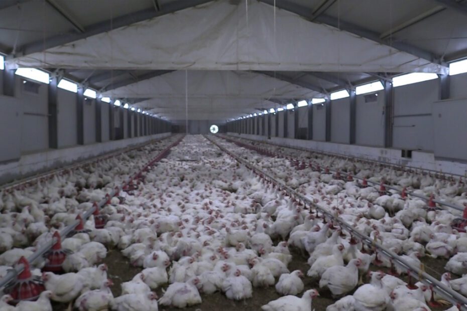Aviaria e pollo si può ancora mangiare? E' una domanda che, forse, sorge spontanea! Che cosa dicono gli esperti a questo riguardo?