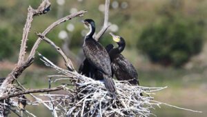 Uccelli e nido con la plastica: è dannosa per loro? I volatili la scelgono in quanto è un materiale facilmente disponibile e più resistente!