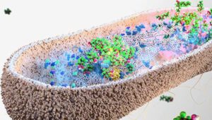 Batteri intestinali contro i Pfas: la sorprendente difesa naturale scoperta da Cambridge Batteri contro Pfas: scoperti 9 ceppi intestinali capaci di assorbirli e eliminarli. La ricerca di Cambridge apre nuove speranze.